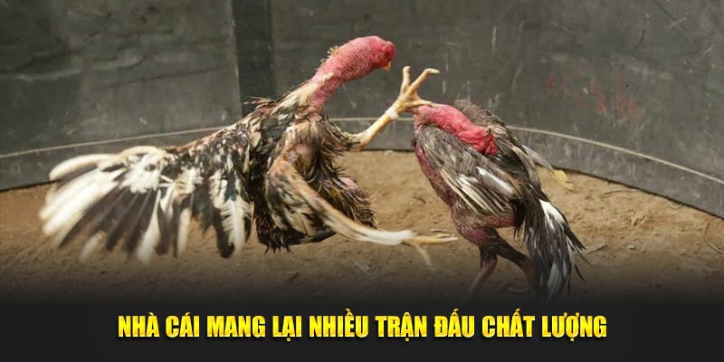 Nhà cái mang lại nhiều trận đấu chất lượng