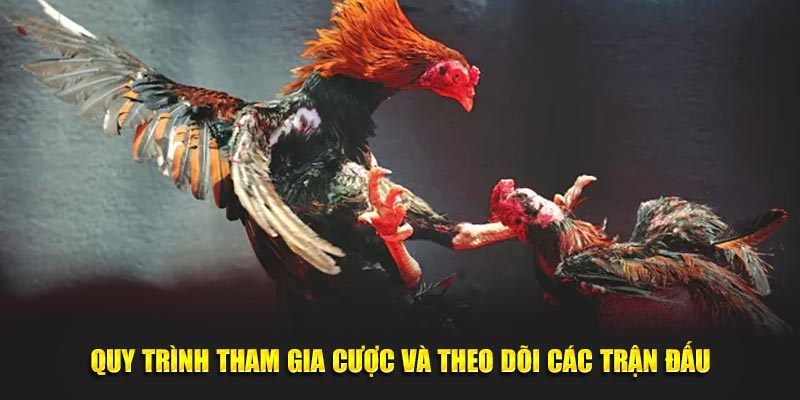 Quy trình tham gia cược và theo dõi các trận đấu