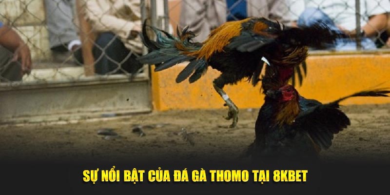 Sự nổi bật của đá gà Thomo tại 8KBET