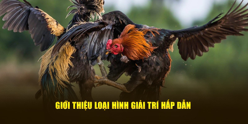 Giới thiệu loại hình giải trí hấp dẫn