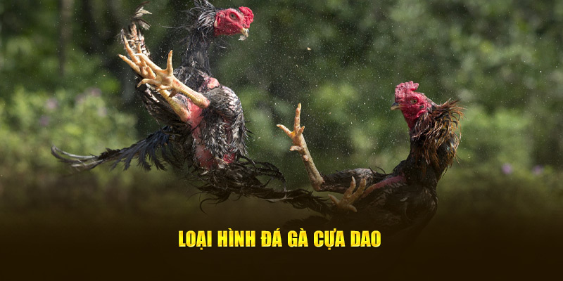 Loại hình đá gà cựa dao